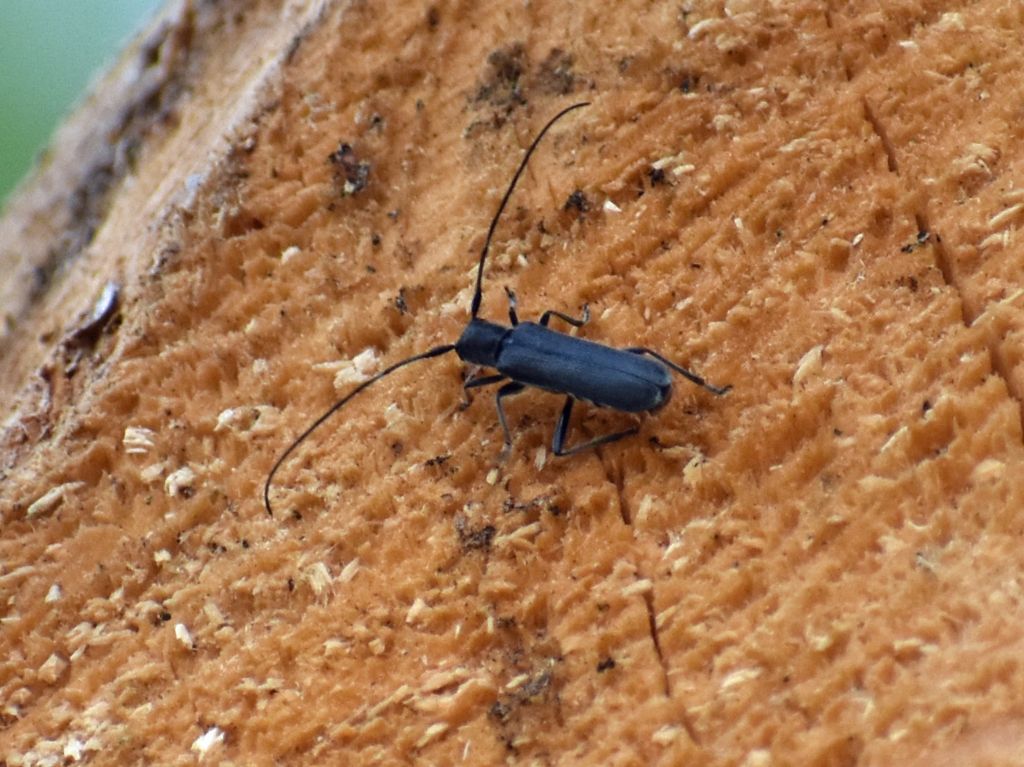 Cerambycidae: Stenostola ferrea, maschio